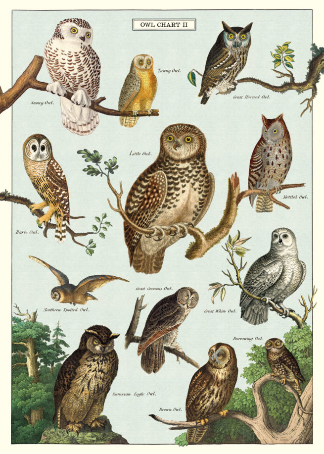 Cavallini Poster/Gift Wrap - Owl Chart