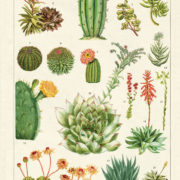 Cavallini Tea Towel - Succulents