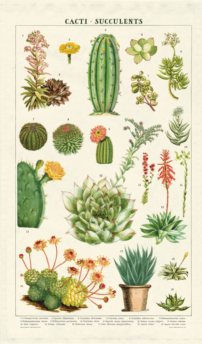 Cavallini Tea Towel - Succulents