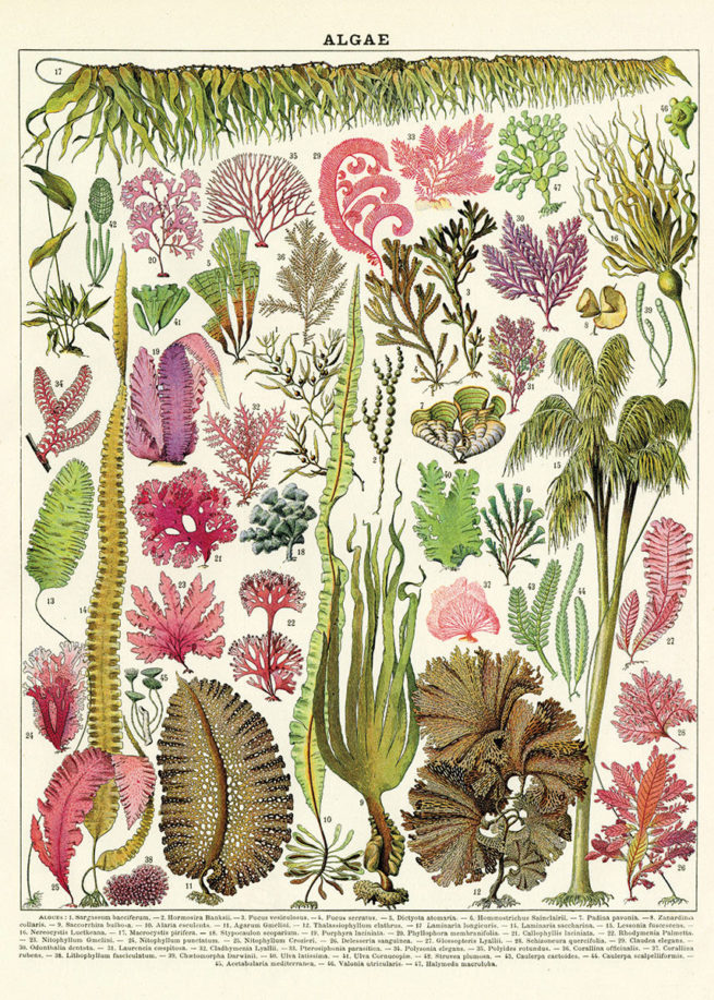 Cavallini Poster/Gift Wrap - Algae