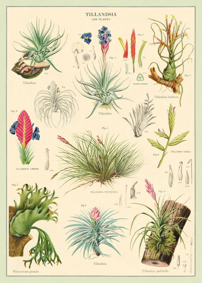 Cavallini Poster/Gift Wrap - Air Plants