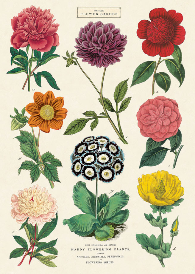 Cavallini Poster/Gift Wrap - Botanica 2