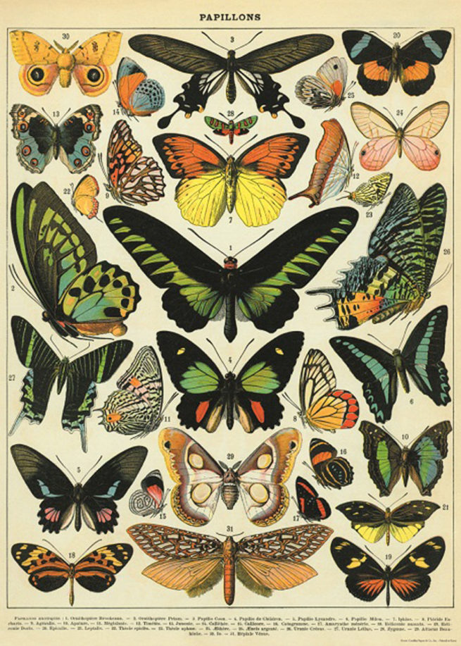 Cavallini Poster/Gift Wrap - Butterflies