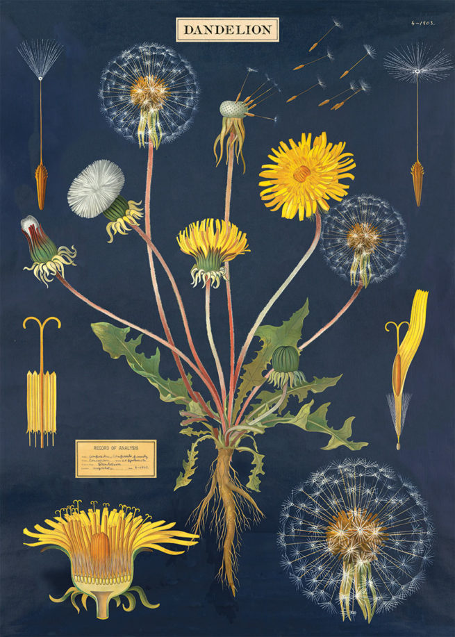 Cavallini Poster/Gift Wrap - Dandelion Chart