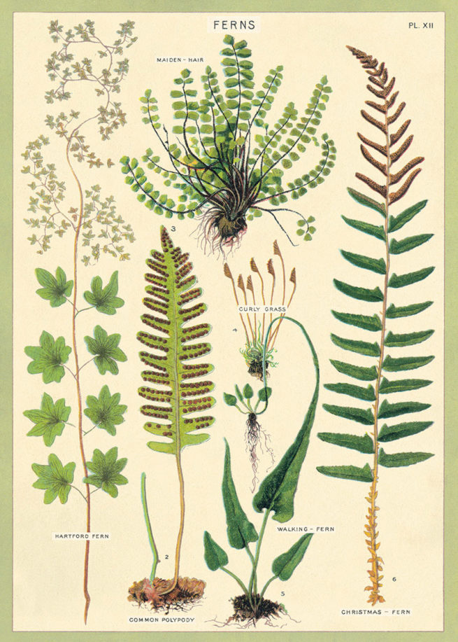 Cavallini Poster/Gift Wrap - Ferns