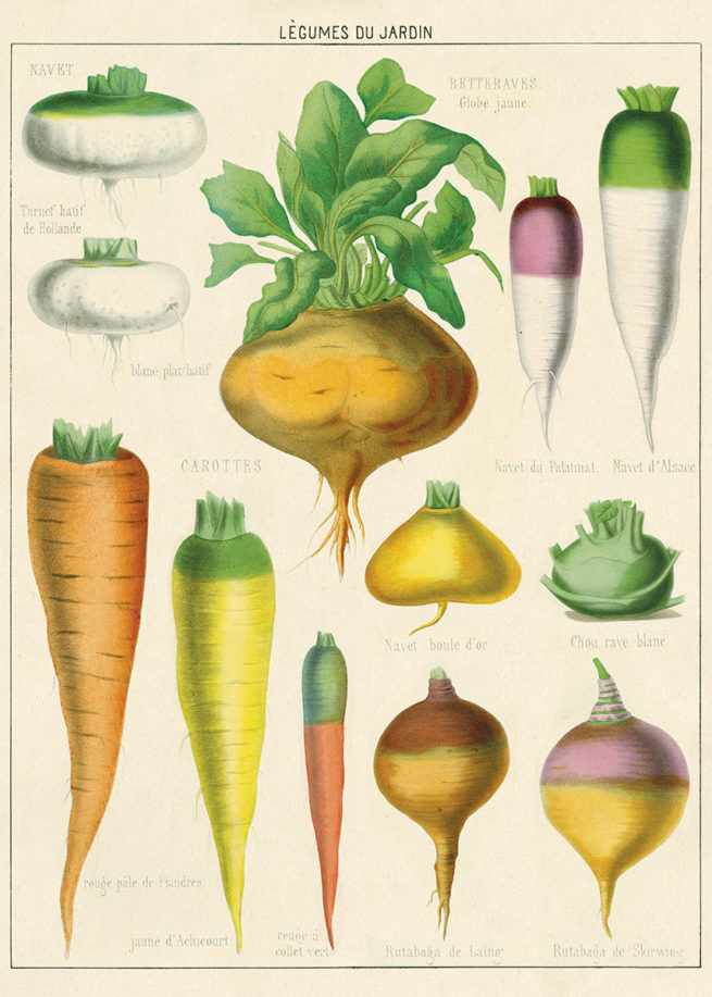 Cavallini Poster/Gift Wrap - Legumes du Jardin