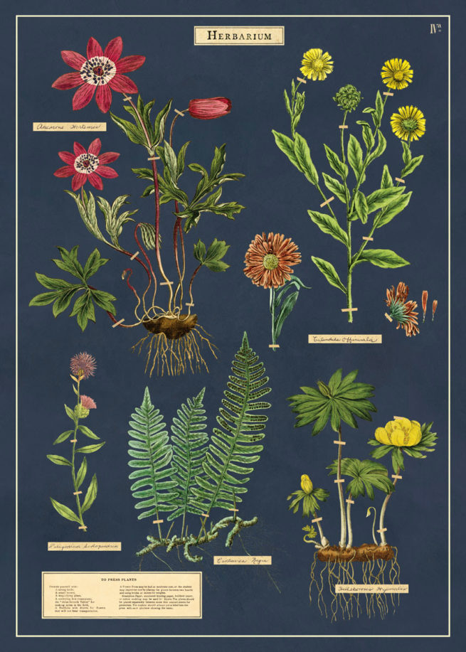 Cavallini Poster/Gift Wrap - Herbarium