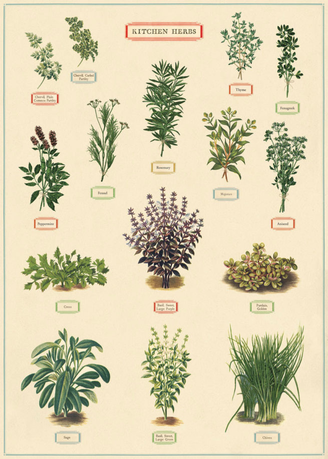 Cavallini Poster/Gift Wrap - Kitchen Herbs