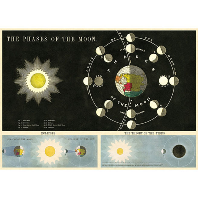 Cavallini Poster/Gift Wrap - Phases of the Moon