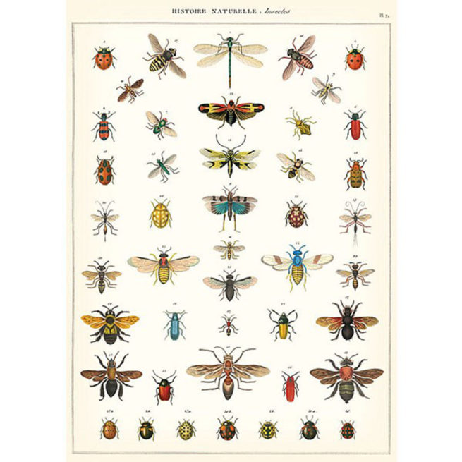 Cavallini Poster/Gift Wrap - Nat History Insects