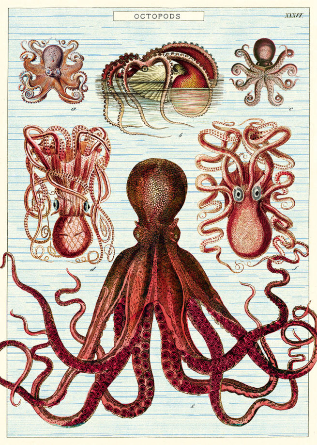 Cavallini Poster/Gift Wrap - Octopods
