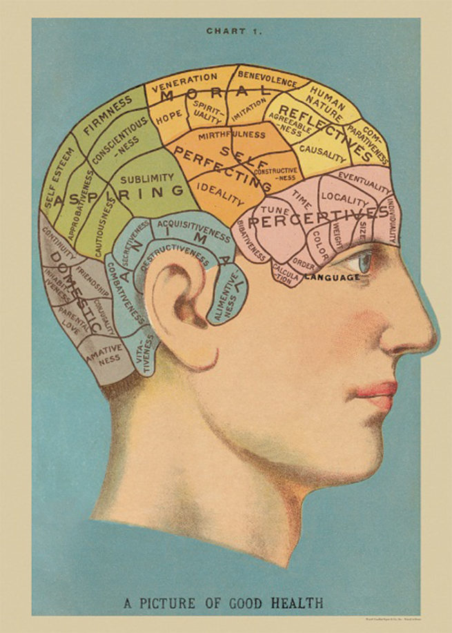 Cavallini Poster/Gift Wrap - Phrenology
