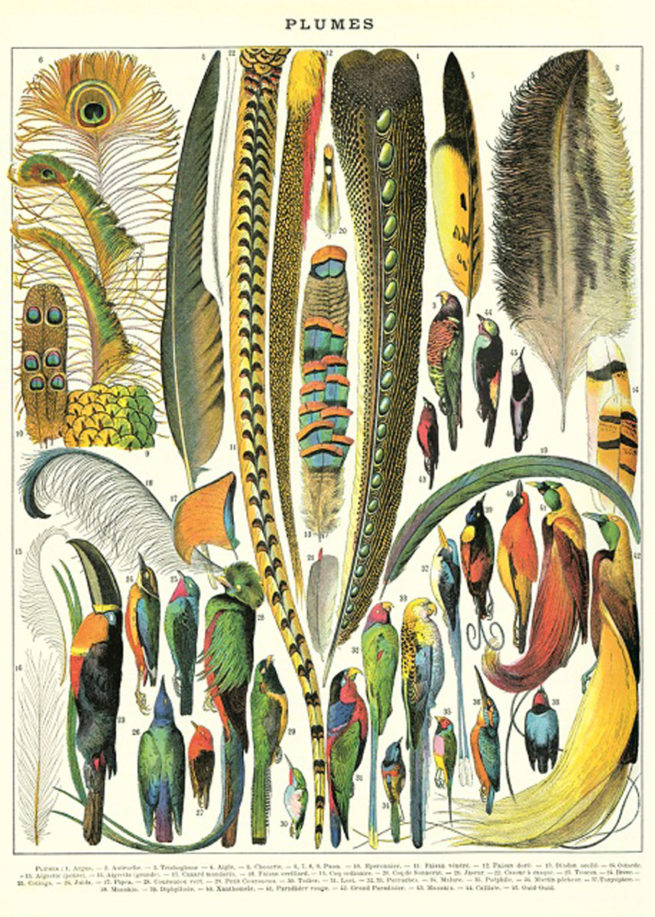 Cavallini Poster/Gift Wrap - Plumes
