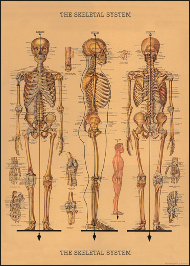Cavallini Poster/Gift Wrap - Skeleton