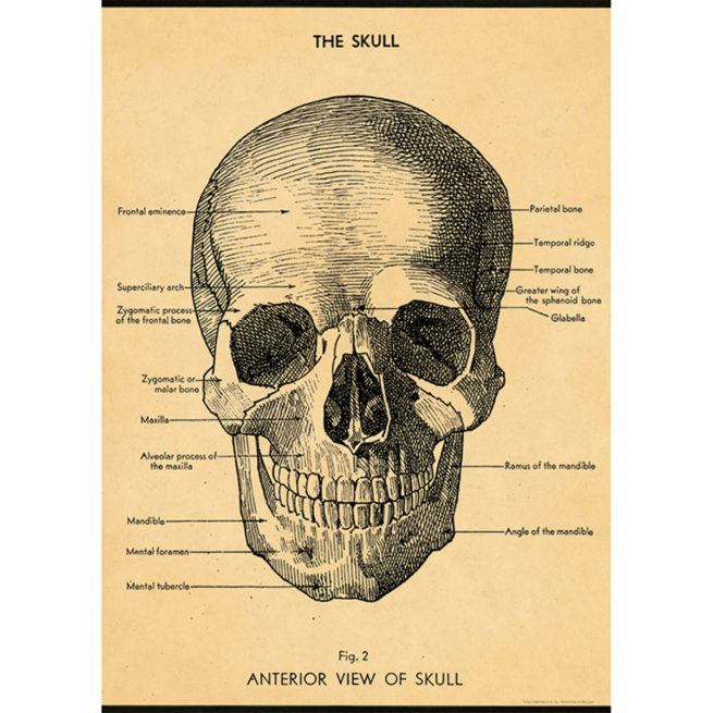 Cavallini Poster/Gift Wrap - The Skull