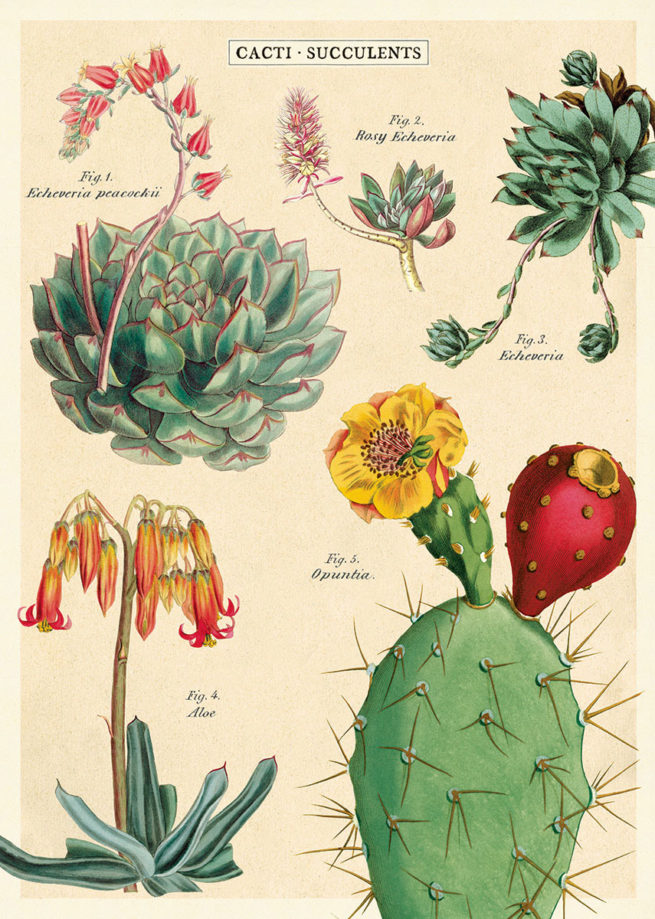 Cavallini Poster/Gift Wrap - Cacti & Succulents 2