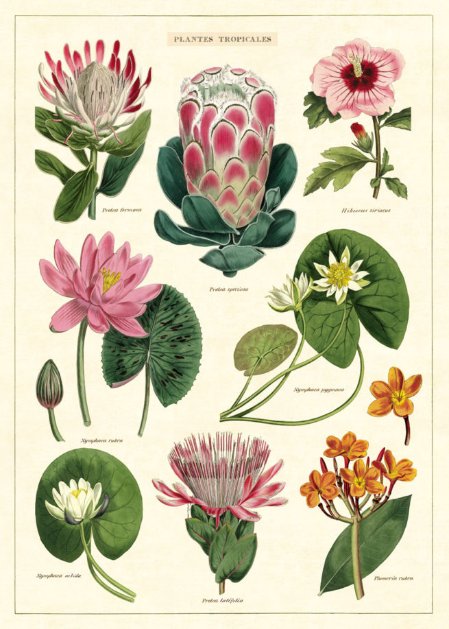 Cavallini Poster/Gift Wrap - Tropical Flowers