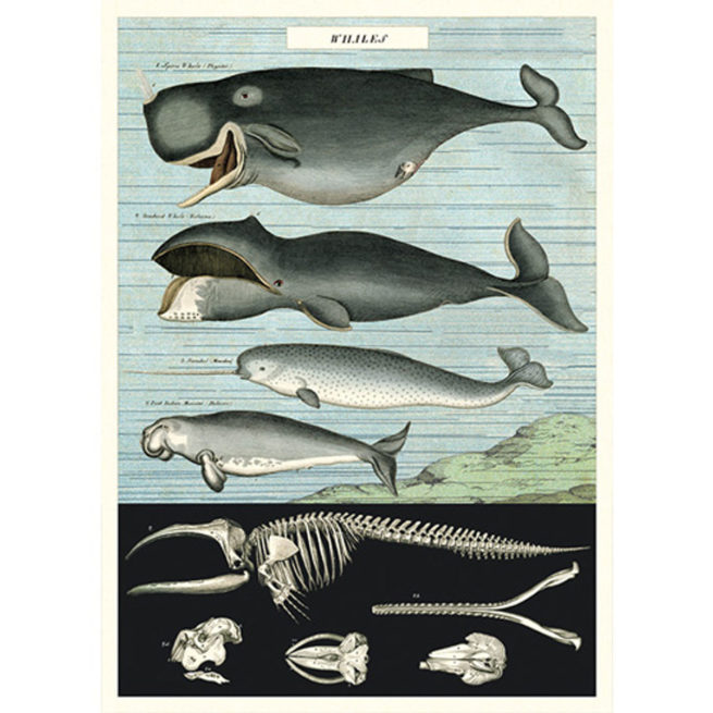 Cavallini Poster/Gift Wrap - Whale Chart