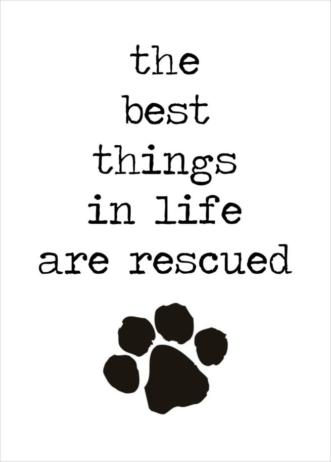 Retrospective Card - Rescue Dog