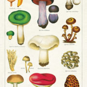 Cavallini Tea Towel - Mushrooms