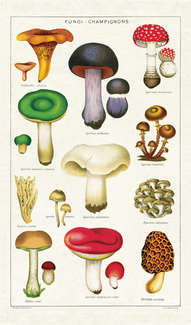 Cavallini Tea Towel - Mushrooms