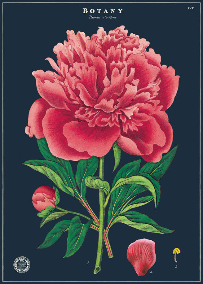 Cavallini Poster/Gift Wrap - Botany Study