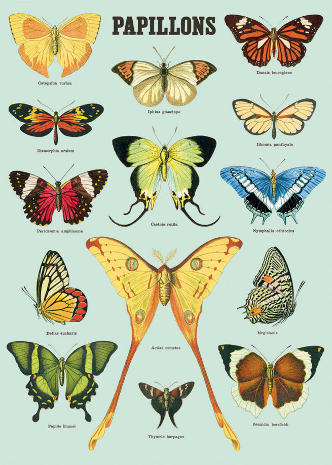 Cavallini Poster/Gift Wrap - Papillions