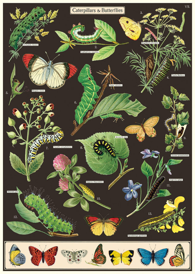 Cavallini Poster/Gift Wrap - Caterpillars