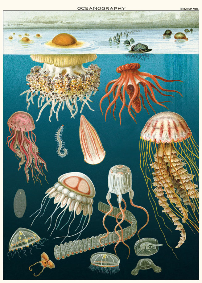 Cavallini Poster/Gift Wrap - Jellyfish
