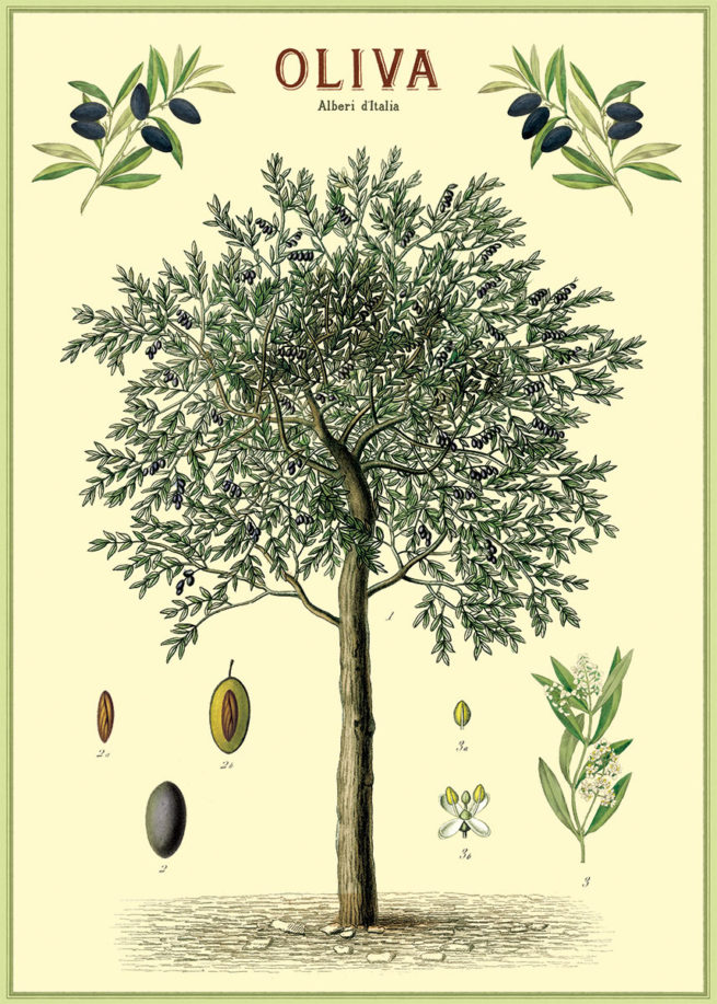 Cavallini Poster/Gift Wrap - Olive Trees