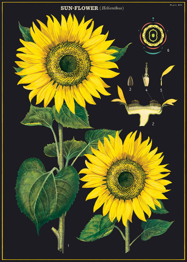 Cavallini Poster/Gift Wrap - Sunflower