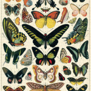 Cavallini - 1000 Pc Puzzle Butterflies - Image 3