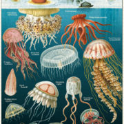 Cavallini - 1000 Pc Puzzle Jellyfish - Image 3