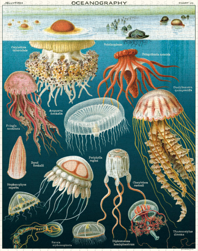 Cavallini - 1000 Pc Puzzle Jellyfish - Image 3