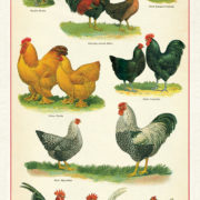 Cavallini Tea Towel - Chickens