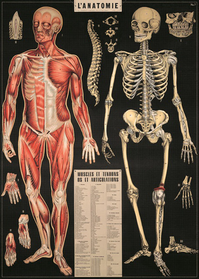 Cavallini Poster/Gift Wrap - L'Anatomie