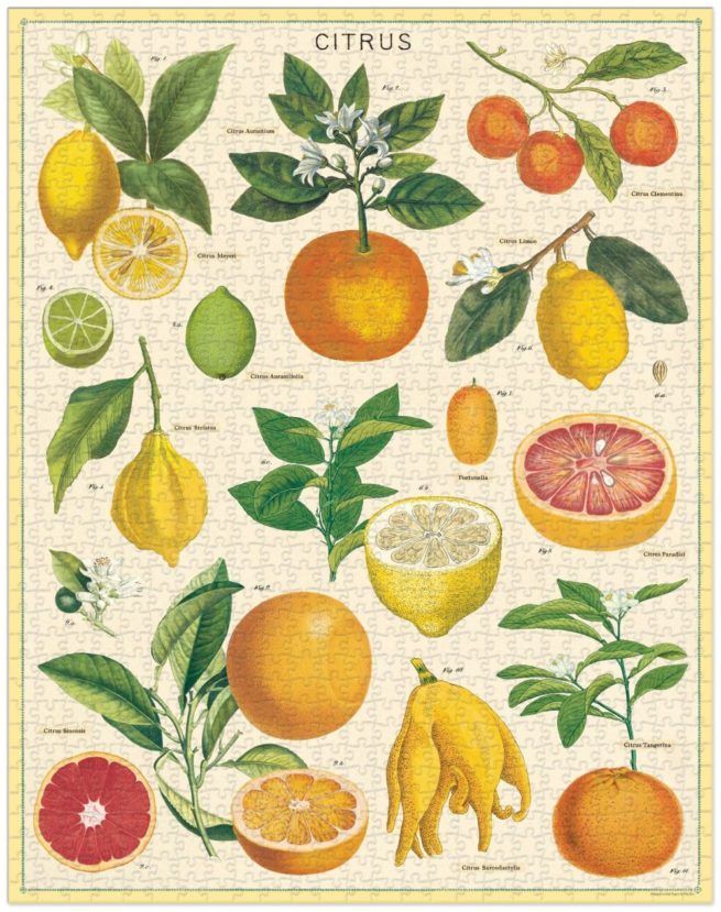 Cavallini - 1000 Pc Puzzle Citrus - Image 3