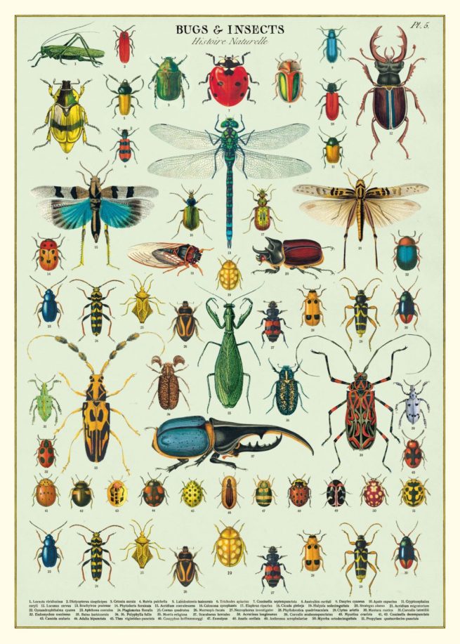 Cavallini Poster/Gift Wrap - Bugs & Insects