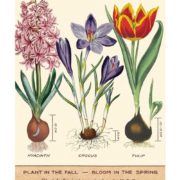 Cavallini Notebook Mini Set - Garden - Image 2