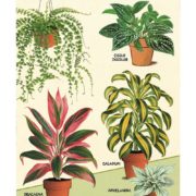 Cavallini Notebook Mini Set - House Plants - Image 2
