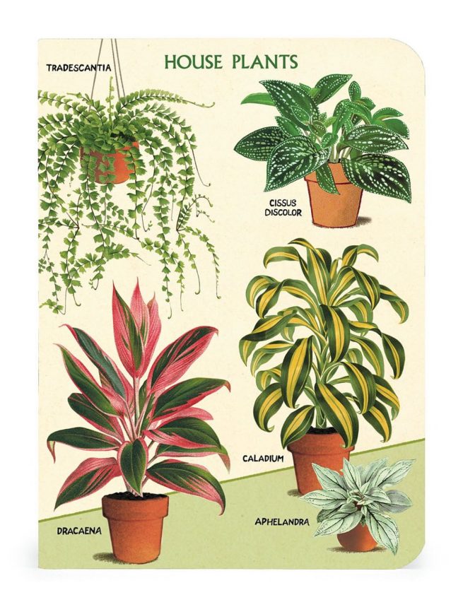 Cavallini Notebook Mini Set - House Plants - Image 2