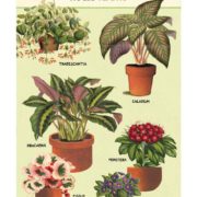 Cavallini Notebook Mini Set - House Plants - Image 3