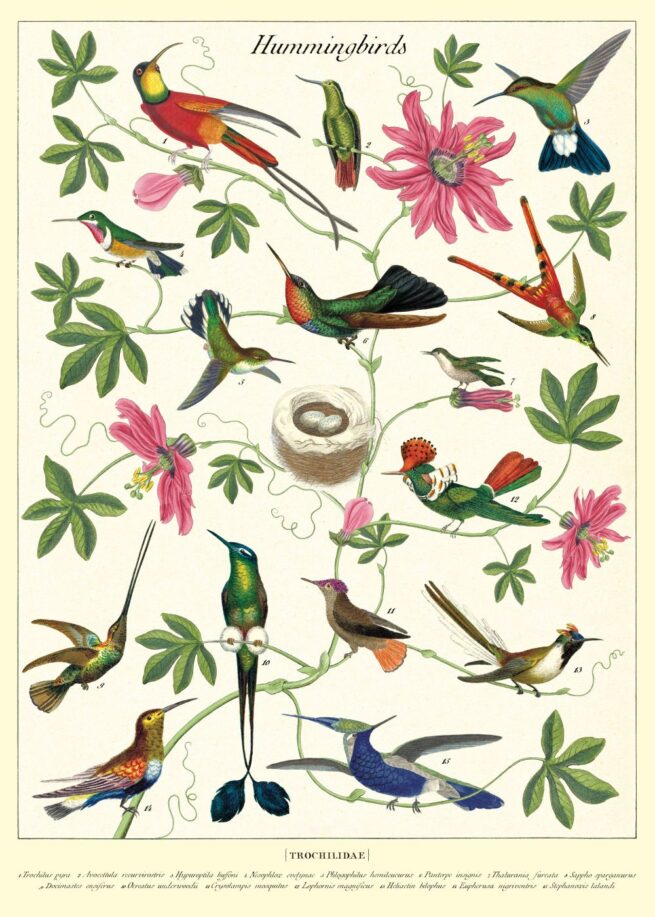 Cavallini Poster/Gift Wrap - Hummingbirds