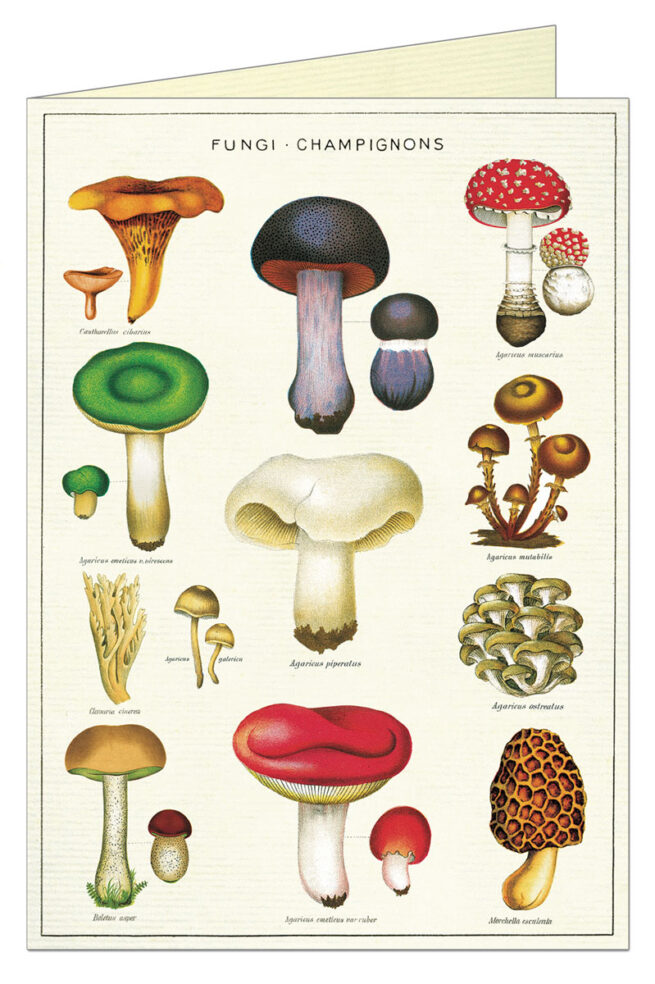 Cavallini Greeting Card - Mushrooms