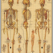 Cavallini - 1000 Pc Puzzle Skeletal System - Image 3
