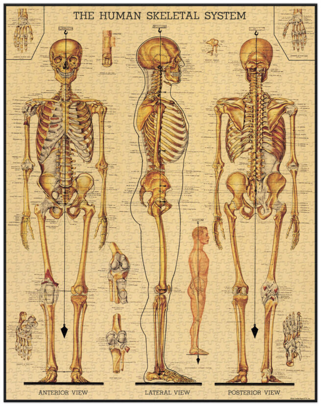 Cavallini - 1000 Pc Puzzle Skeletal System - Image 3