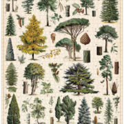 Cavallini - 1000 Pc Puzzle Arboretum - Image 3