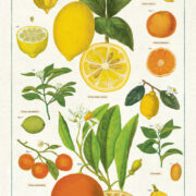 Cavallini Tea Towel - Citrus