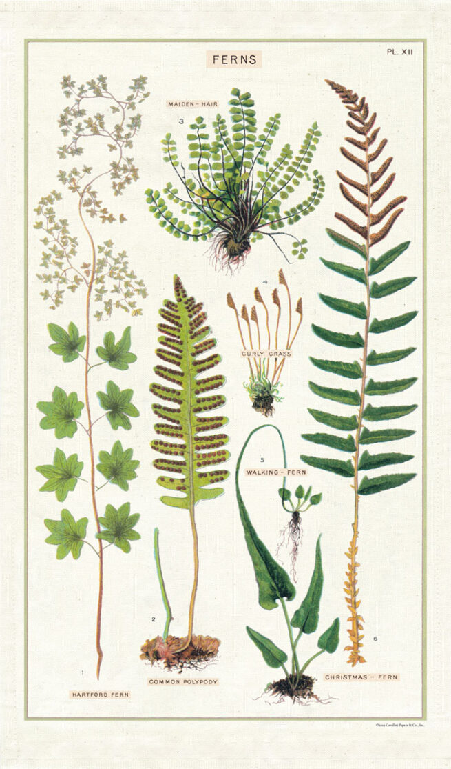Cavallini Tea Towel - Ferns