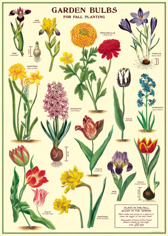 Cavallini Poster/Gift Wrap - Bulbs